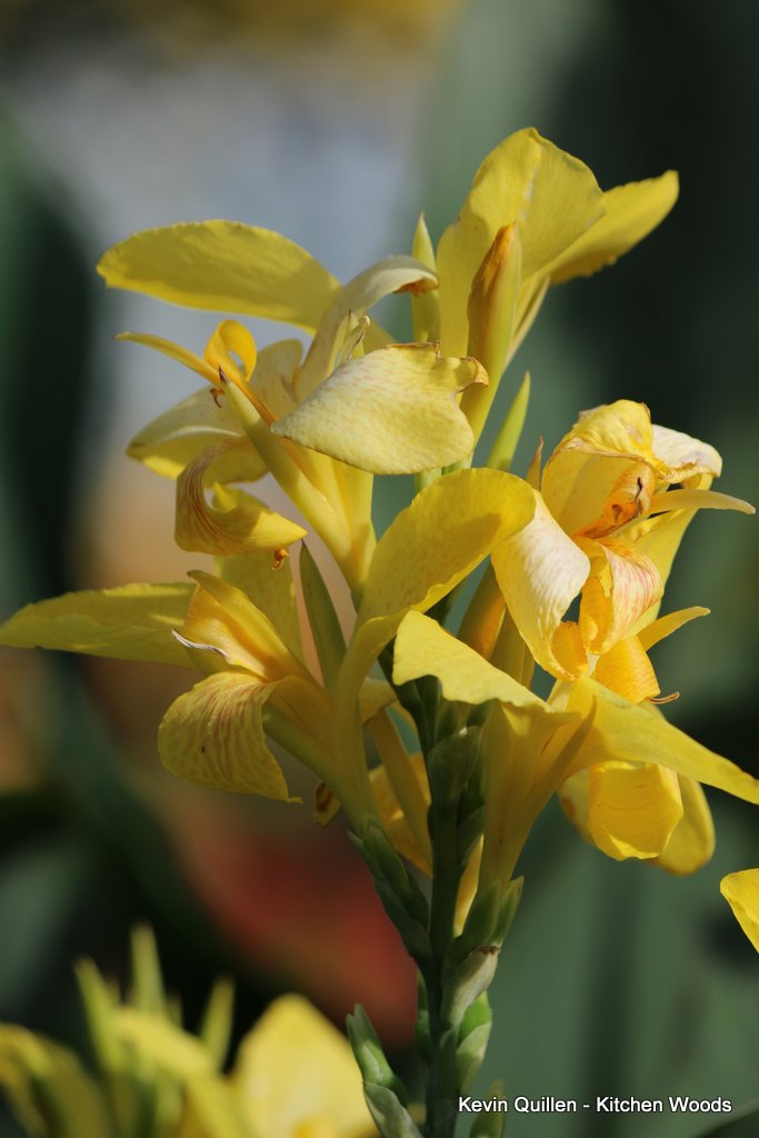 Yellow Cana Flower